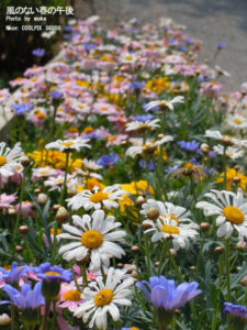 ［6］イロトリドリの花