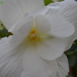 ［6］ベゴニアの花