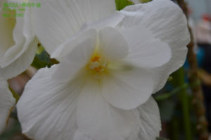 ［6］ベゴニアの花