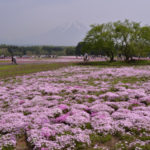 ［6］富士芝桜まつり