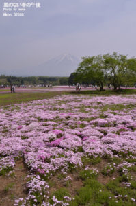 ［6］富士芝桜まつり