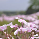 ［6］富士の芝桜