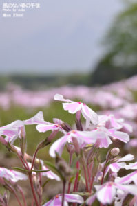 ［6］富士の芝桜