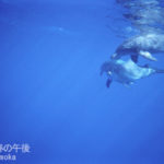 ［6］小笠原諸島が世界自然遺産に、