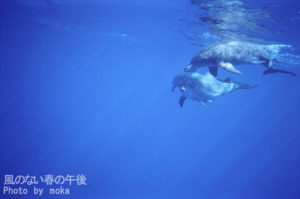 ［6］小笠原諸島が世界自然遺産に、