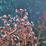 ［6］何の花？？