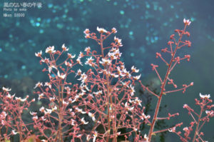 ［6］何の花？？