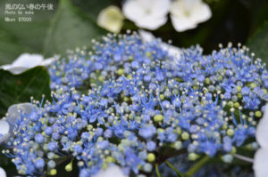 ［6］額紫陽花