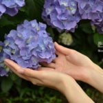 ［6］6月の花といえば紫陽花