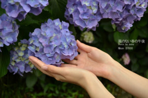 ［6］6月の花といえば紫陽花