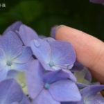 ［6］紫陽花と雫