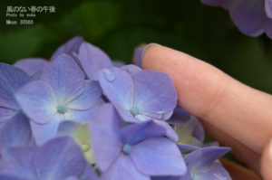 ［6］紫陽花と雫