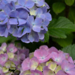 ［6］あじさいの花