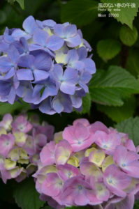［6］あじさいの花