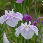 ［6］花言葉は、良き便り・うれしい便り