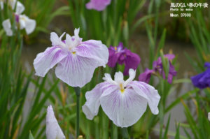 ［6］花言葉は、良き便り・うれしい便り