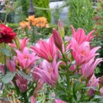 ［6］ローズガーデンに咲くピンクの花