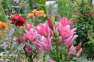 ［6］ローズガーデンに咲くピンクの花