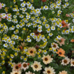 ［6］色とりどりの花々