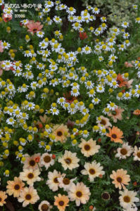 ［6］色とりどりの花々