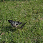 ［6］昆虫の戯れ♪