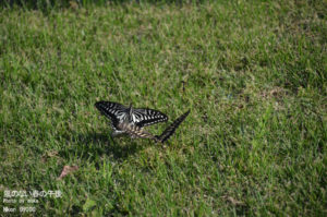 ［6］昆虫の戯れ♪