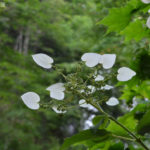 ［6］ハートの花