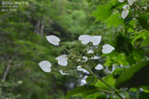 ［6］ハートの花