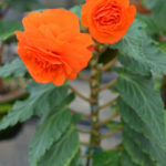 ［6］ベゴニアの花