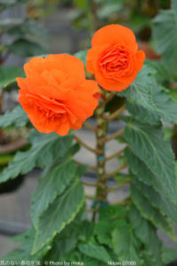 ［6］ベゴニアの花