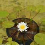 ［6］蓮の花と秋の足音