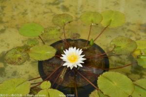 ［6］蓮の花と秋の足音