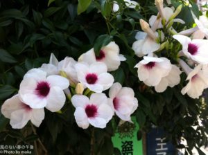 ［6］いつもの通り道