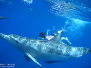 ［6］ドロフィンスイム！！