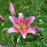 ［6］白馬岩岳ゆり園