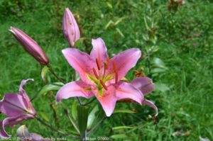 ［6］白馬岩岳ゆり園