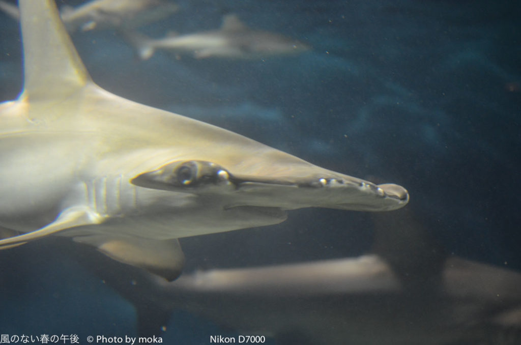 ［6］葛西臨海水族園
