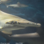 ［6］葛西臨海水族園