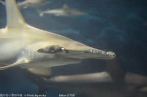 ［6］葛西臨海水族園