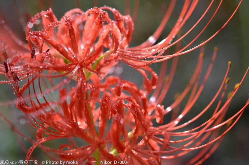 ［6］秋の赤い花