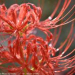 ［6］秋の赤い花