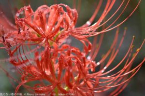 ［6］秋の赤い花