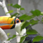 ［6］色とりどりの鳥にくぎ付け！