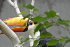 ［6］色とりどりの鳥にくぎ付け！