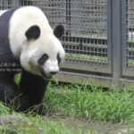 ［6］上野動物園に行ったら、絶対に見ておきたいパンダ！