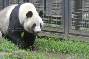 ［6］上野動物園に行ったら、絶対に見ておきたいパンダ！