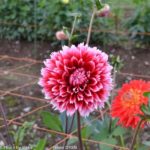 ［6］黒姫高原コスモス園