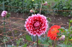 ［6］黒姫高原コスモス園