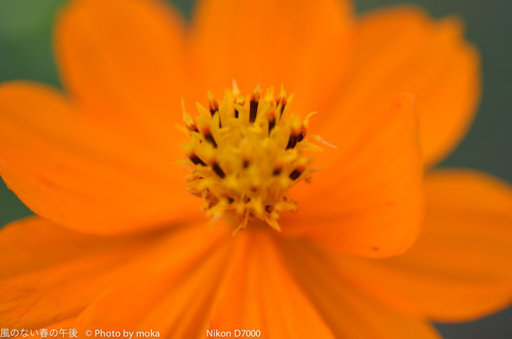 ［6］秋の花といえば
