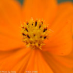 ［6］秋の花といえば